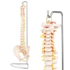 Kręgosłup człowieka z miednicą model anatomiczny