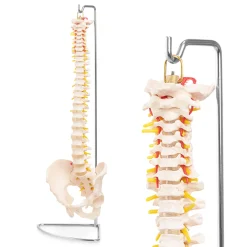 Kręgosłup człowieka z miednicą model anatomiczny