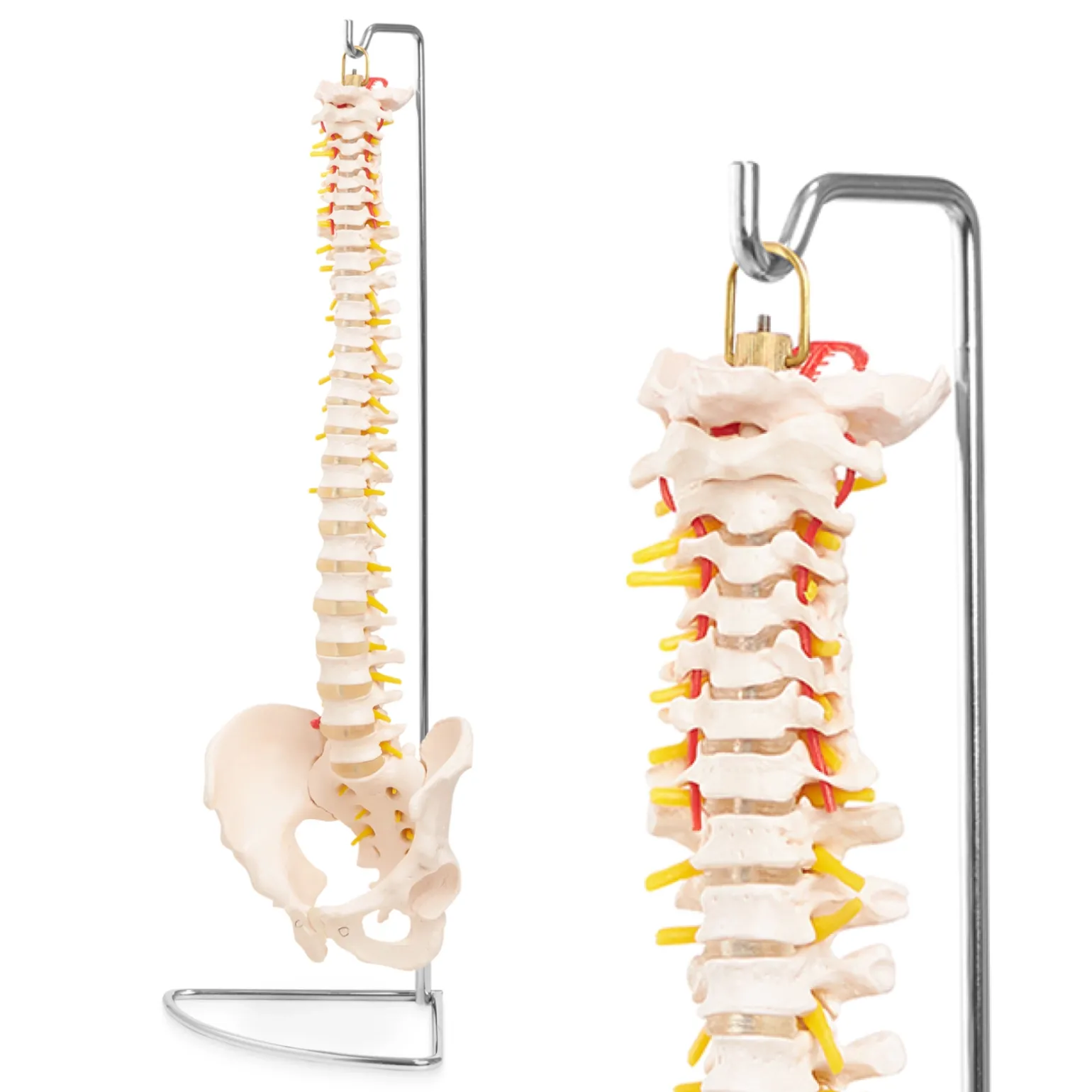 Kręgosłup człowieka z miednicą model anatomiczny