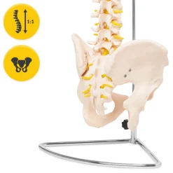 Kręgosłup człowieka z miednicą model anatomiczny