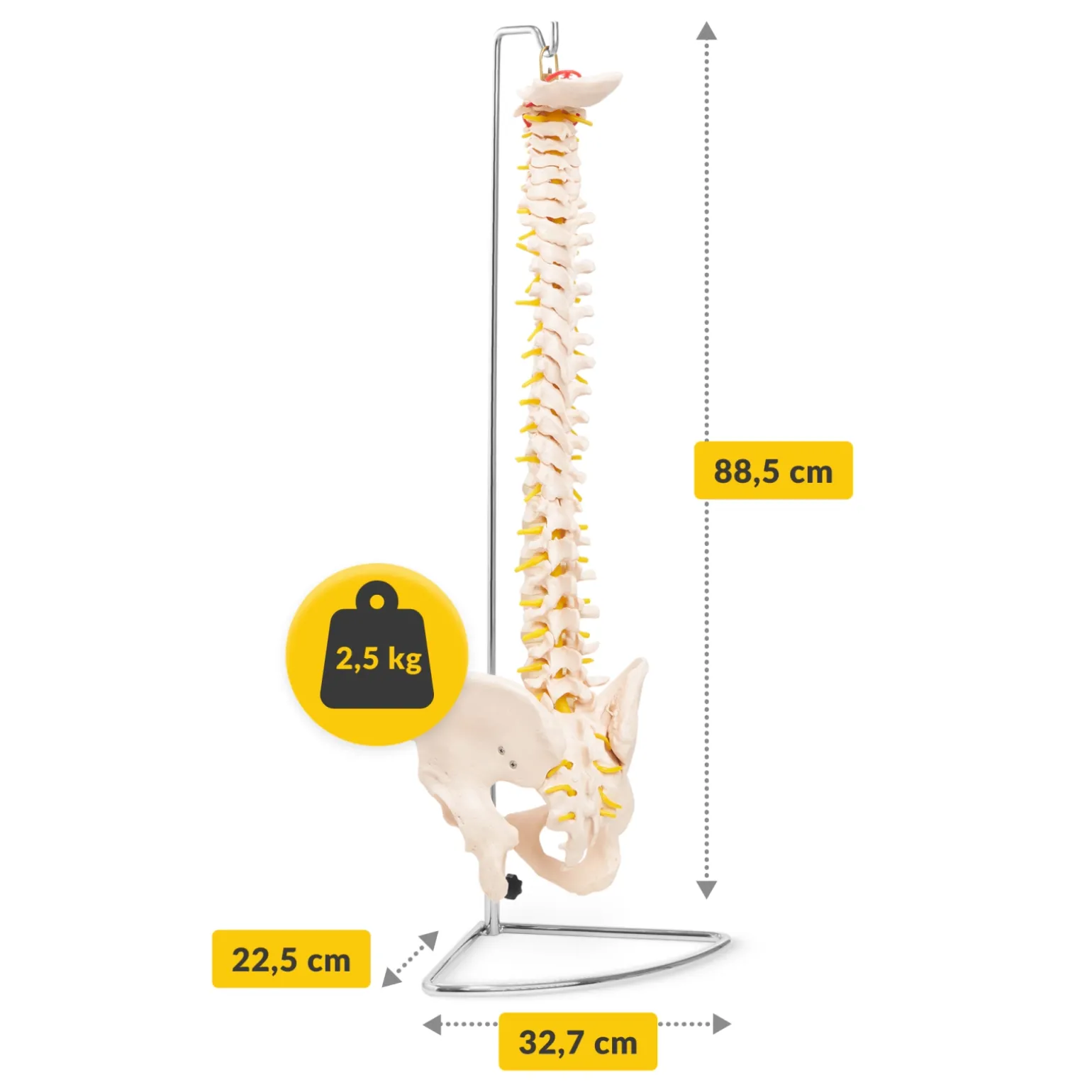 Kręgosłup człowieka z miednicą model anatomiczny