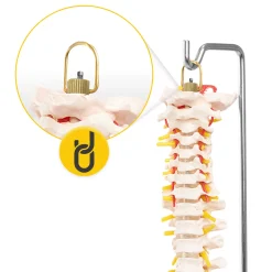 Kręgosłup człowieka z miednicą model anatomiczny