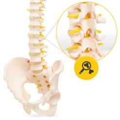 Kręgosłup człowieka z miednicą model anatomiczny