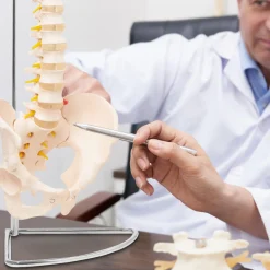 Kręgosłup człowieka z miednicą model anatomiczny