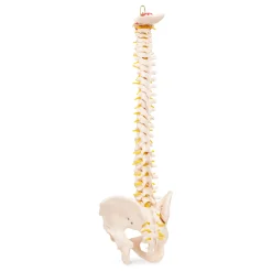 Kręgosłup człowieka z miednicą model anatomiczny