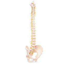 Kręgosłup człowieka z miednicą model anatomiczny