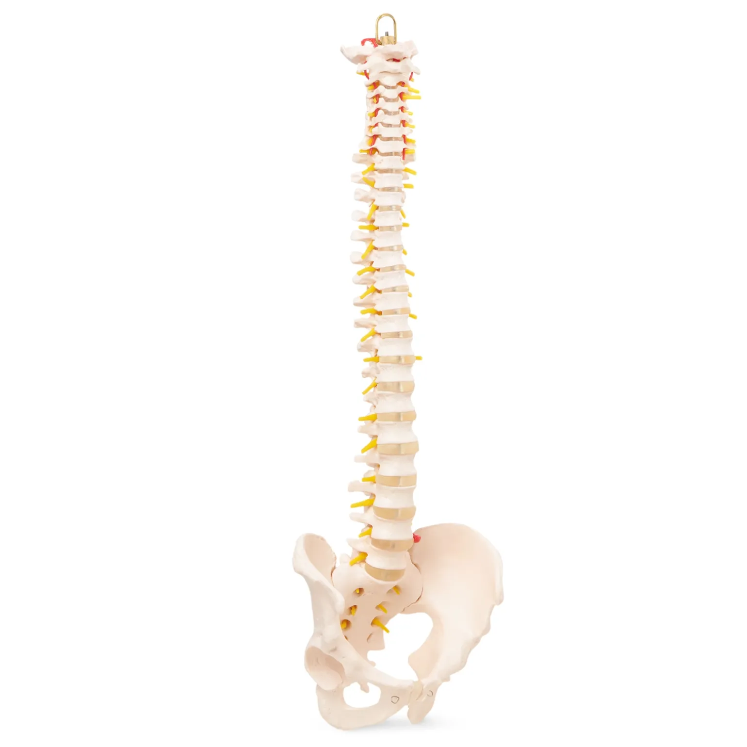 Kręgosłup człowieka z miednicą model anatomiczny