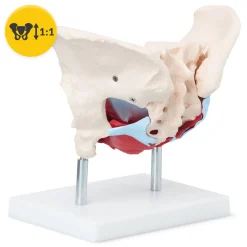 Miednica człowieka z mięśniami i narządami model anatomiczny