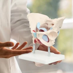 Miednica człowieka z mięśniami i narządami model anatomiczny