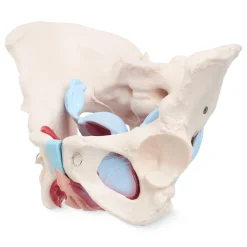 Miednica człowieka z mięśniami i narządami model anatomiczny