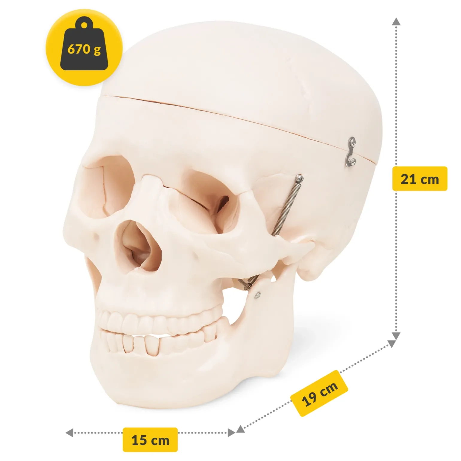 Model anatomiczny czaszka człowieka