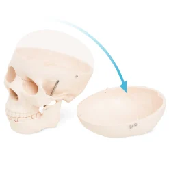 Model anatomiczny czaszka człowieka