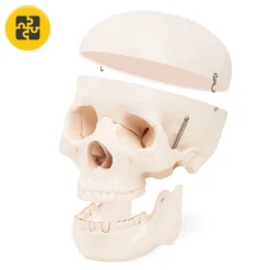 Model anatomiczny czaszka człowieka