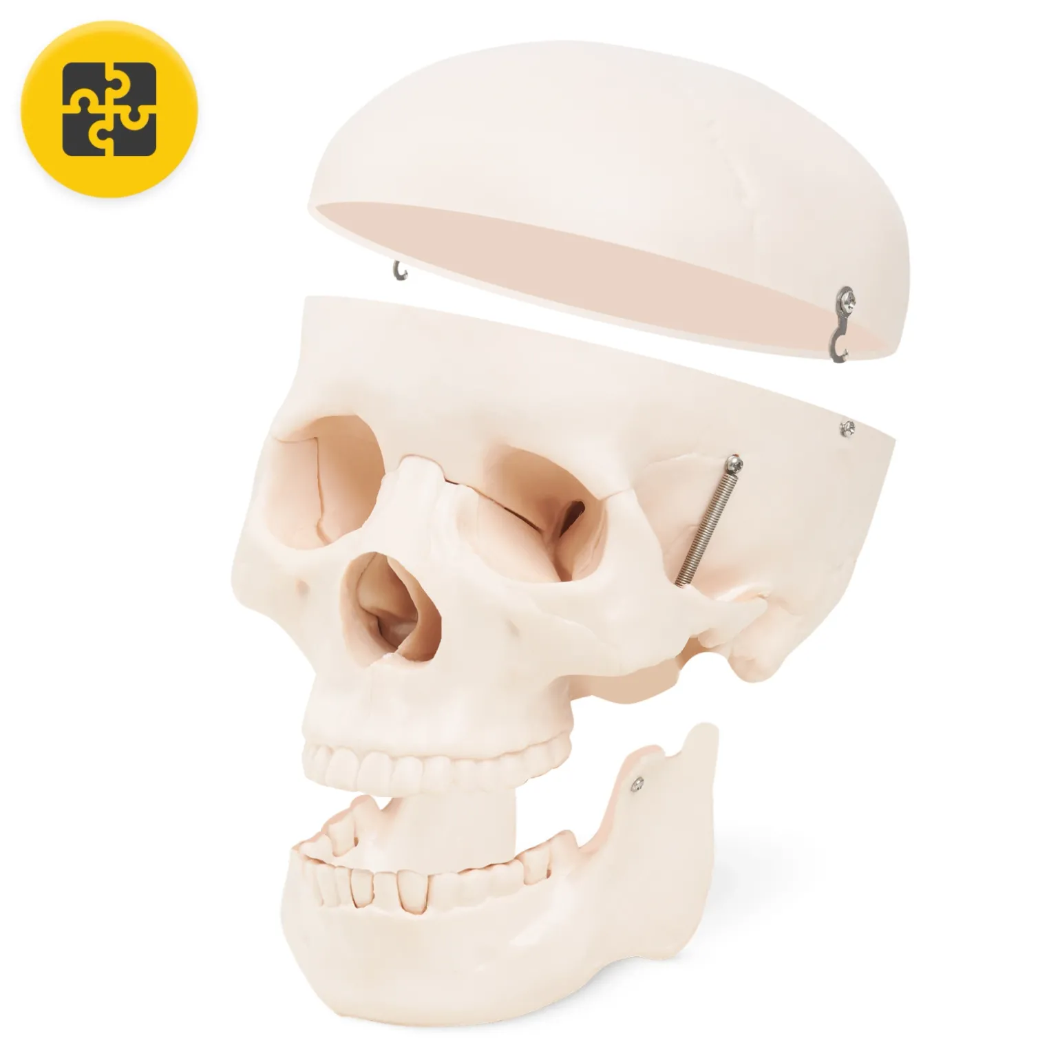 Model anatomiczny czaszka człowieka