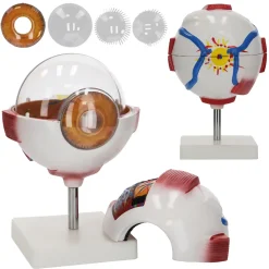 Model anatomiczny oka w powiększeniu 3D