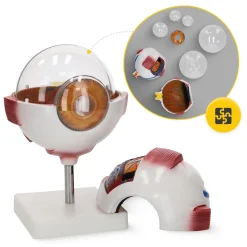 Model anatomiczny oka w powiększeniu 3D