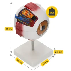 Model anatomiczny oka w powiększeniu 3D