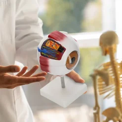 Model anatomiczny oka w powiększeniu 3D