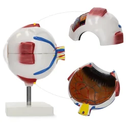 Model anatomiczny oka w powiększeniu 3D