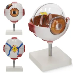 Model anatomiczny oka w powiększeniu 3D