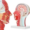Model anatomiczny poprzecznego przekroju głowy człowieka w skali 1:1
