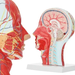 Model anatomiczny poprzecznego przekroju głowy człowieka w skali 1:1