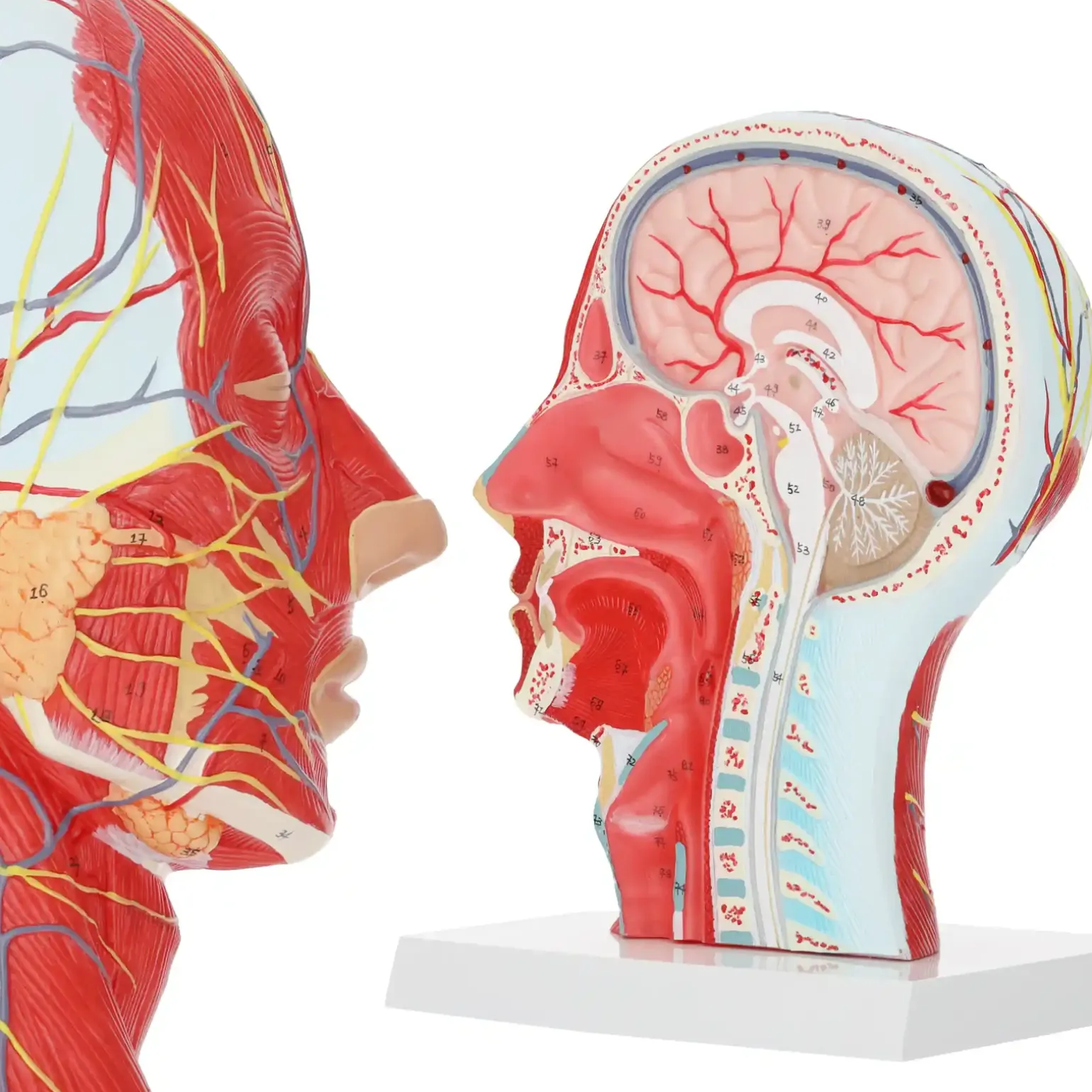 Model anatomiczny poprzecznego przekroju głowy człowieka w skali 1:1