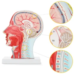 Model anatomiczny poprzecznego przekroju głowy człowieka w skali 1:1