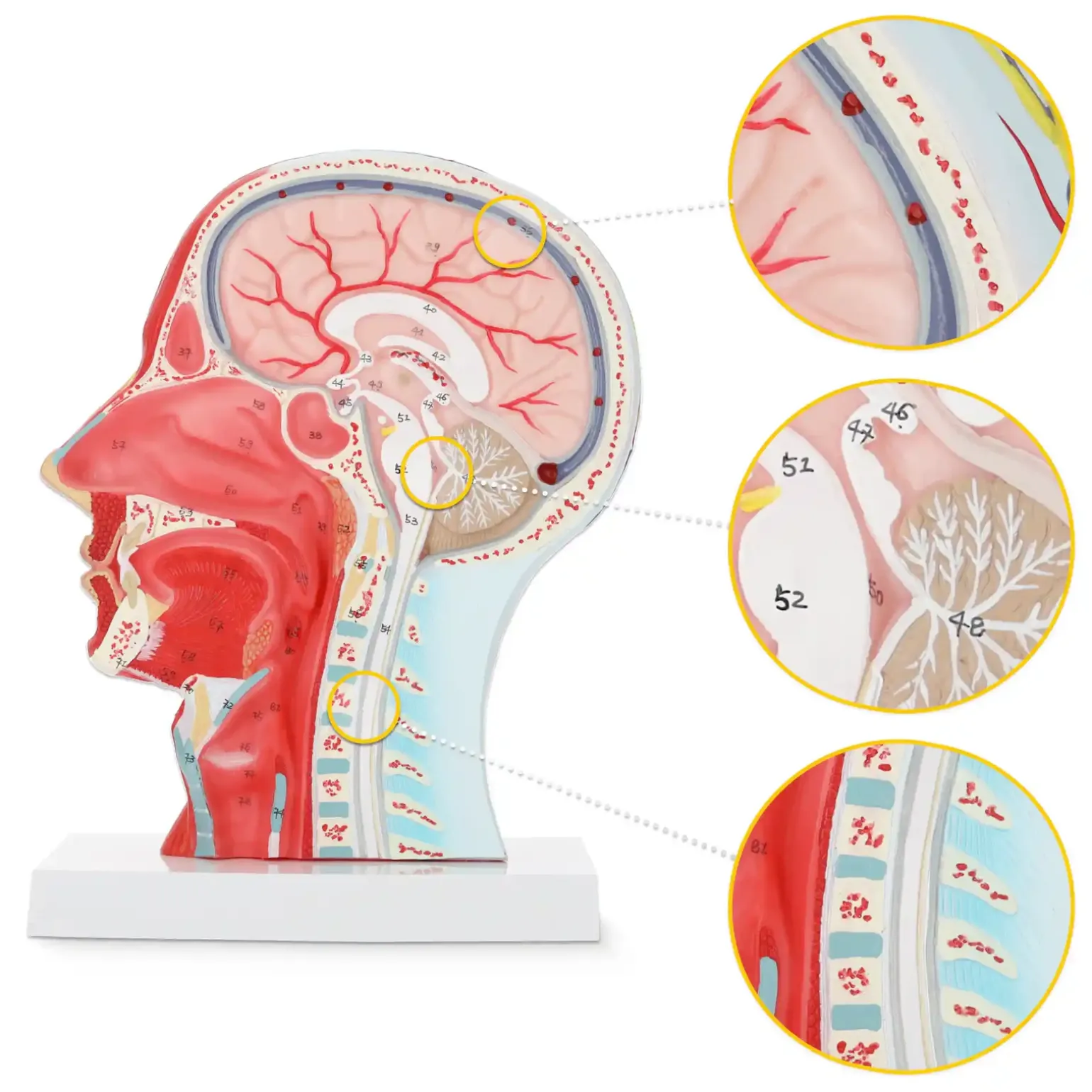 Model anatomiczny poprzecznego przekroju głowy człowieka w skali 1:1