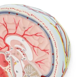 Model anatomiczny poprzecznego przekroju głowy człowieka w skali 1:1