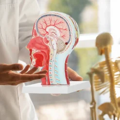 Model anatomiczny poprzecznego przekroju głowy człowieka w skali 1:1