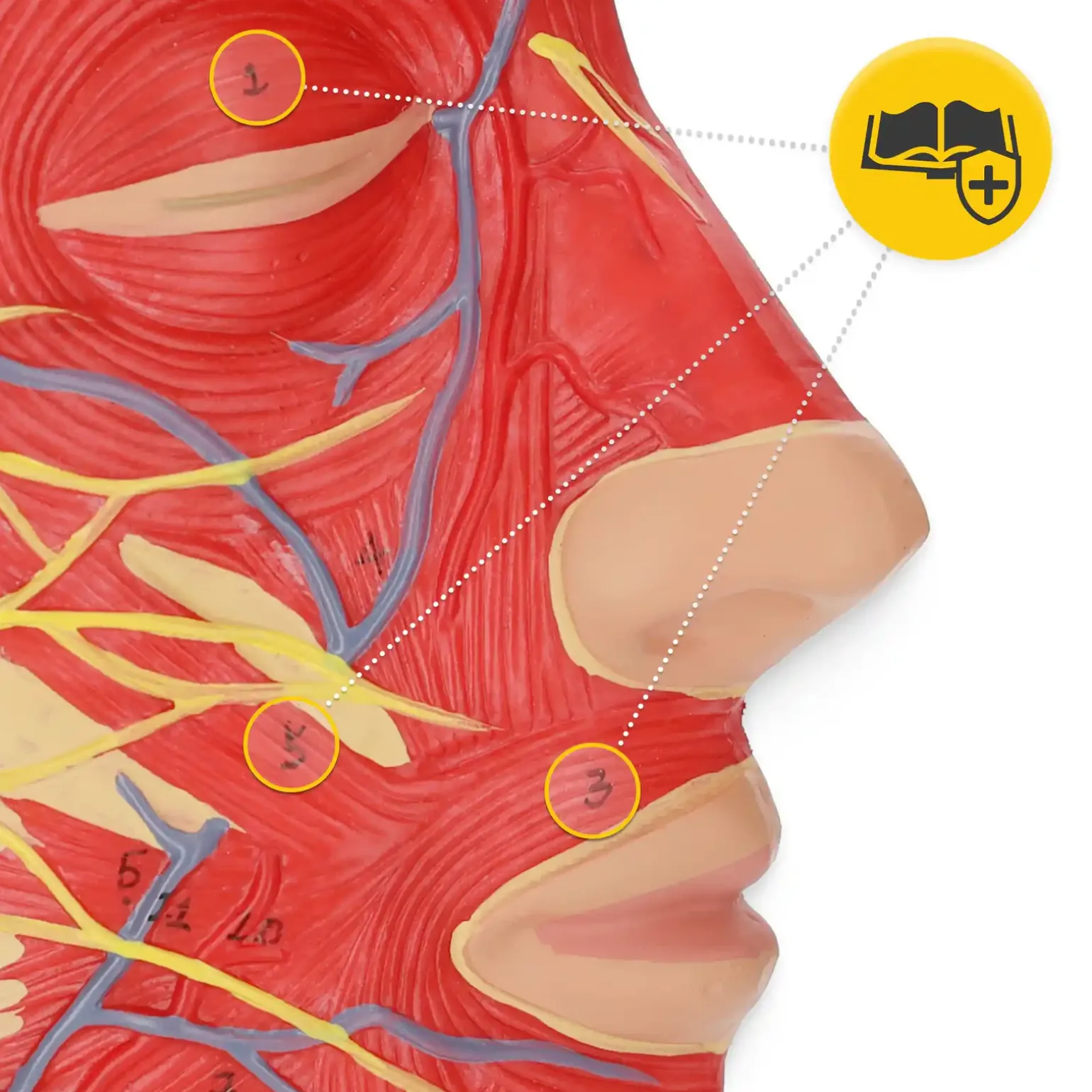 Model anatomiczny poprzecznego przekroju głowy człowieka w skali 1:1