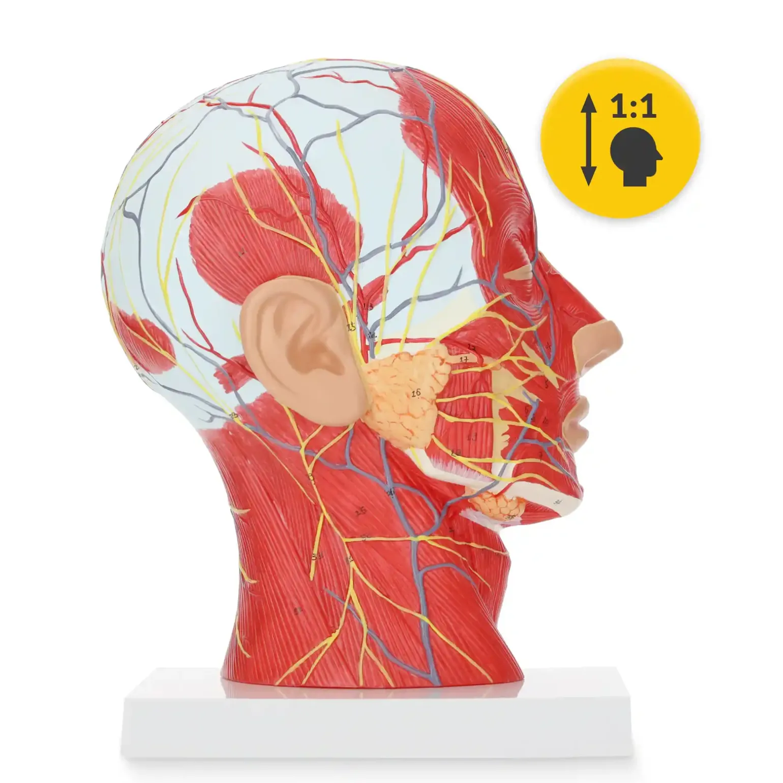 Model anatomiczny poprzecznego przekroju głowy człowieka w skali 1:1