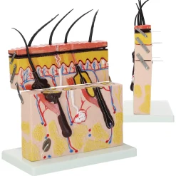 Model anatomiczny skóry człowieka w przekroju