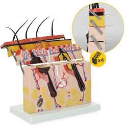 Model anatomiczny skóry człowieka w przekroju