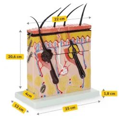 Model anatomiczny skóry człowieka w przekroju