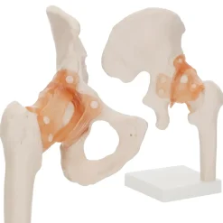 Model anatomiczny stawu biodrowego z więzadłami w skali 1:1