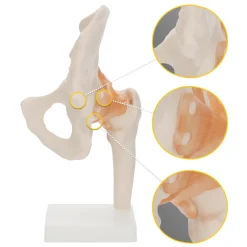 Model anatomiczny stawu biodrowego z więzadłami w skali 1:1