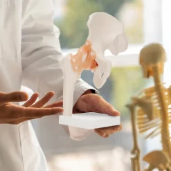 Model anatomiczny stawu biodrowego z więzadłami w skali 1:1