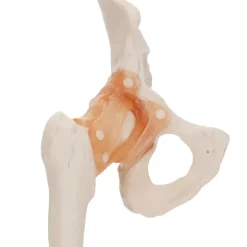 Model anatomiczny stawu biodrowego z więzadłami w skali 1:1