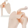 Model anatomiczny stawu barkowego z więzadłami w skali 1:1