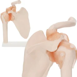 Model anatomiczny stawu barkowego z więzadłami w skali 1:1