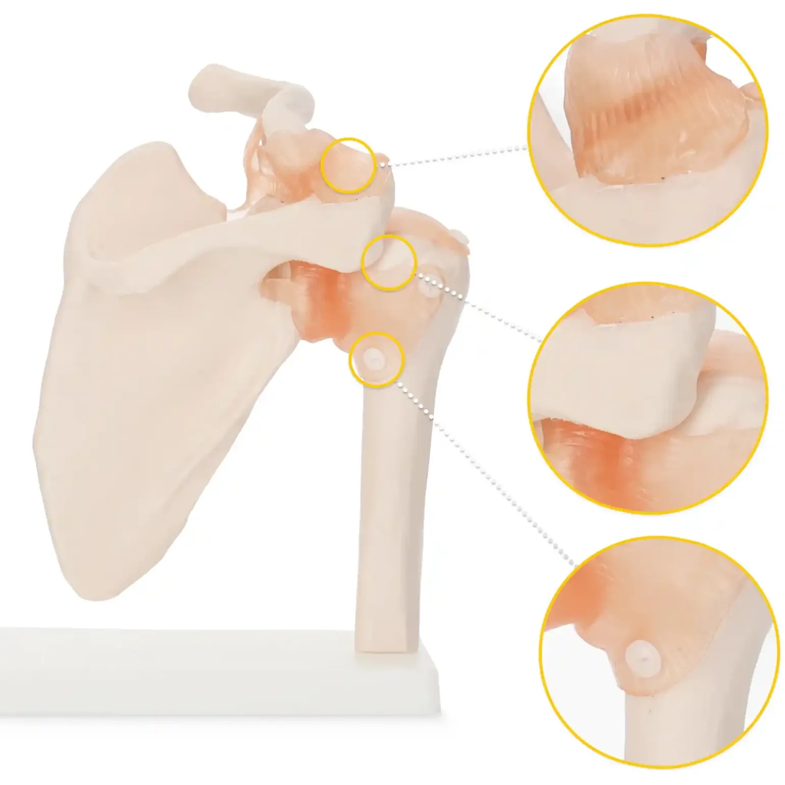 Model anatomiczny stawu barkowego z więzadłami w skali 1:1