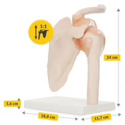 Model anatomiczny stawu barkowego z więzadłami w skali 1:1