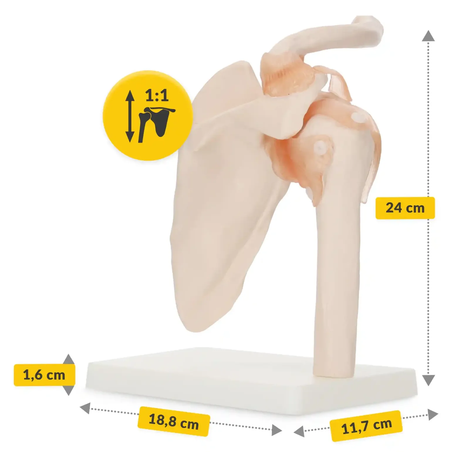 Model anatomiczny stawu barkowego z więzadłami w skali 1:1