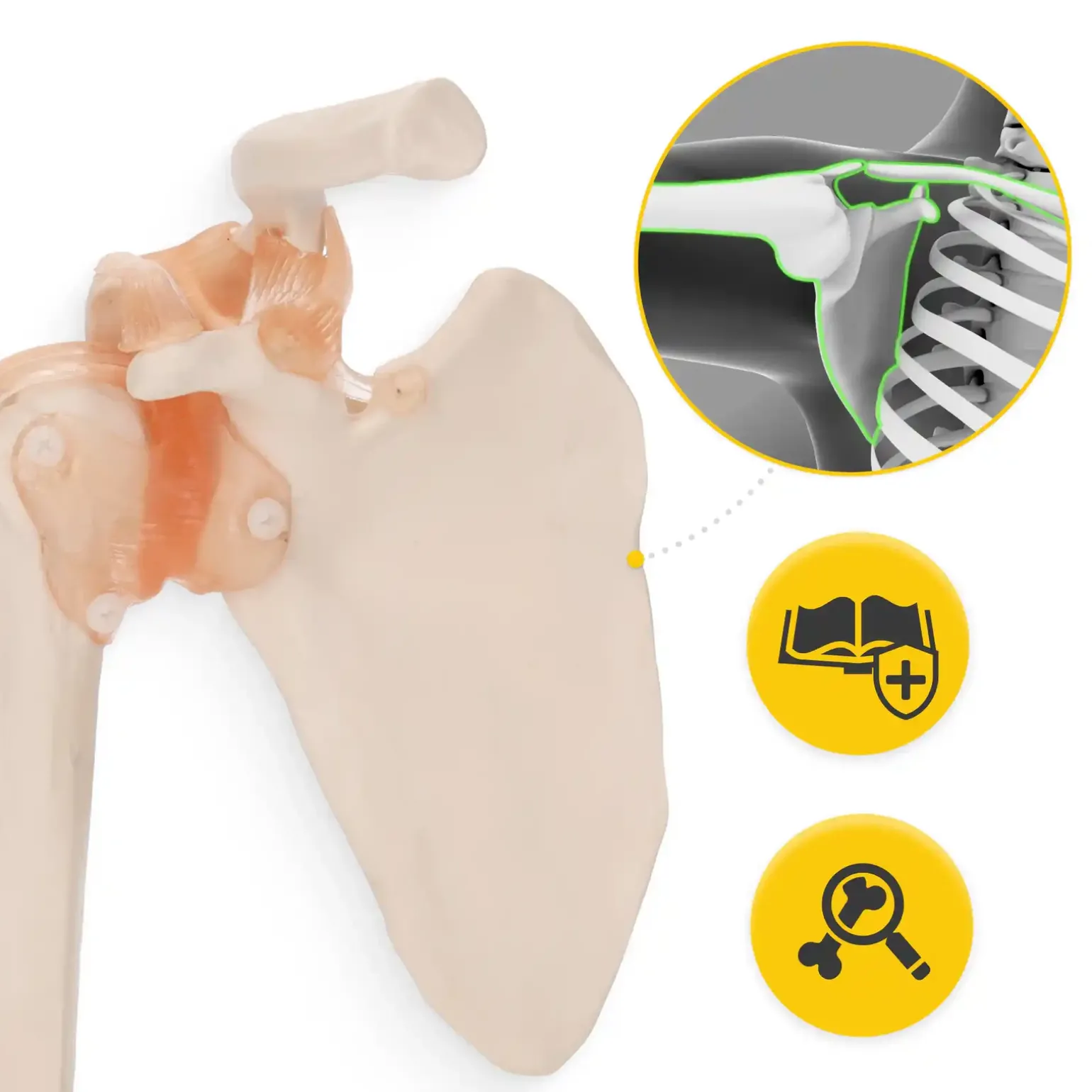 Model anatomiczny stawu barkowego z więzadłami w skali 1:1