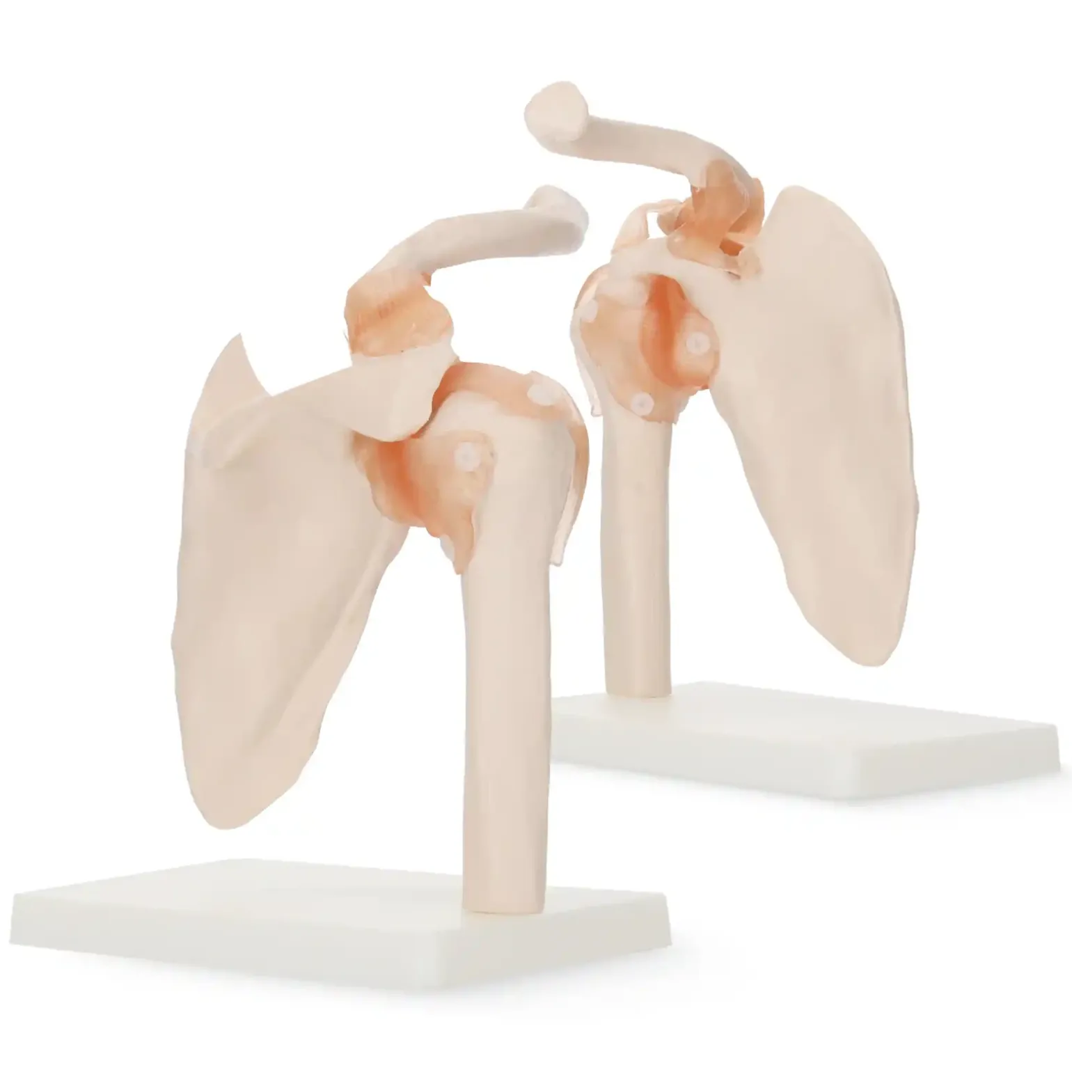 Model anatomiczny stawu barkowego z więzadłami w skali 1:1