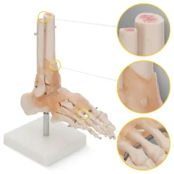 Model anatomiczny stawu skokowego z więzadłami w skali 1:1