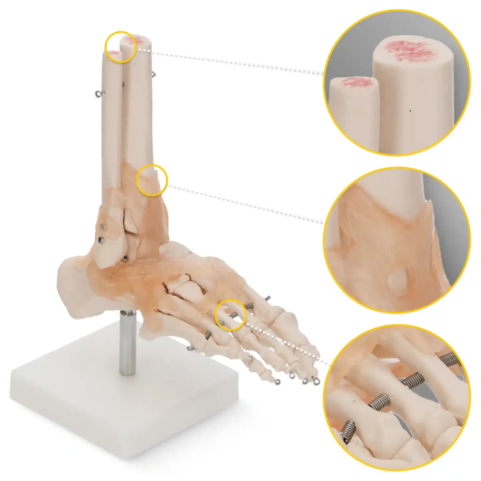 Model anatomiczny stawu skokowego z więzadłami w skali 1:1