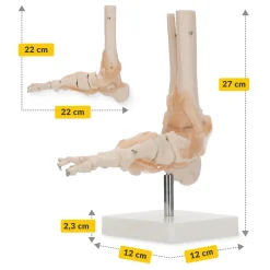 Model anatomiczny stawu skokowego z więzadłami w skali 1:1
